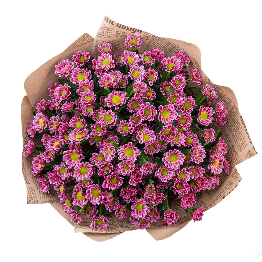 Букет из 17 пурпурных кустовых хризантем Сантини Любовь (02865)