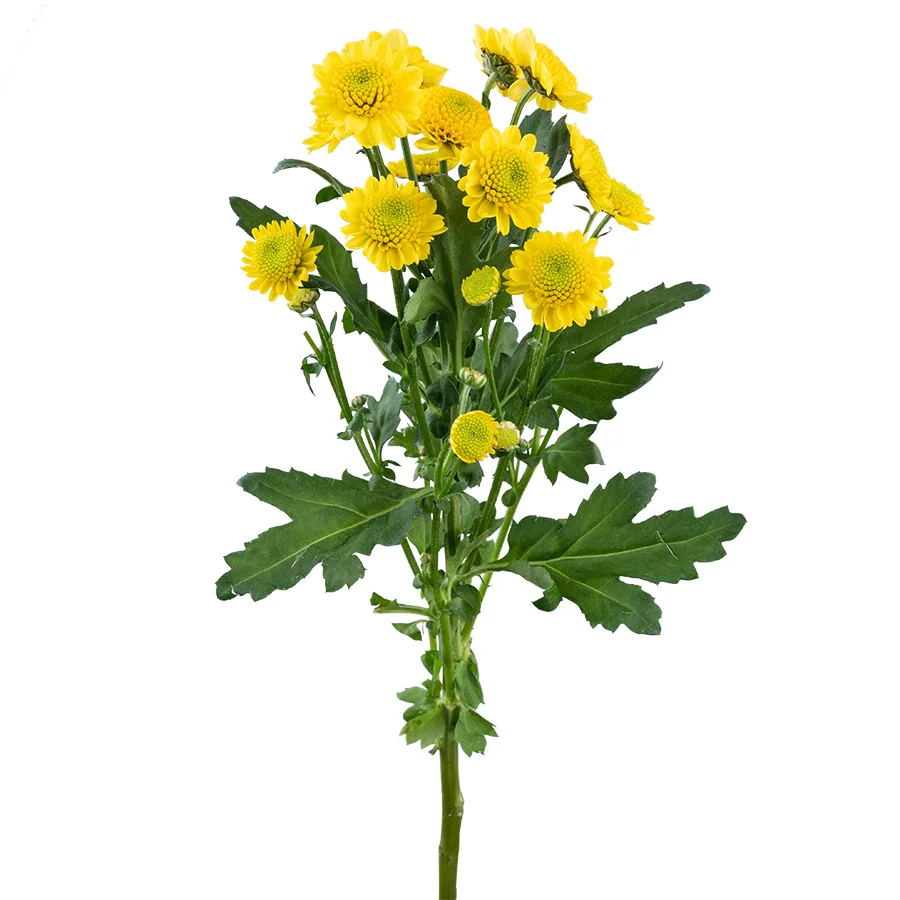 Хризантема кустовая жёлтая Сантини Сан Ап Санни (02851)