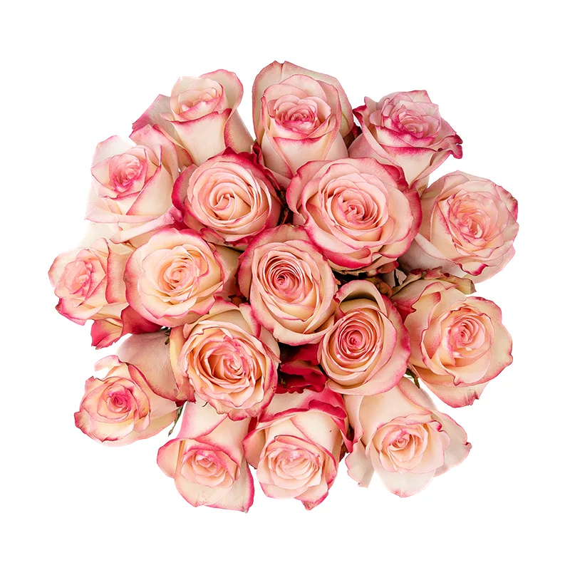 Букет из 17 кремовых с красными краями роз Свитнес (01369)