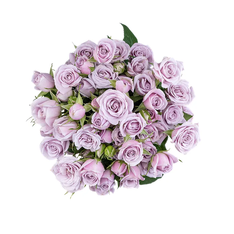 Букет из 9 нежно-сиреневых кустовых роз Сильвер Шадоу (01854)