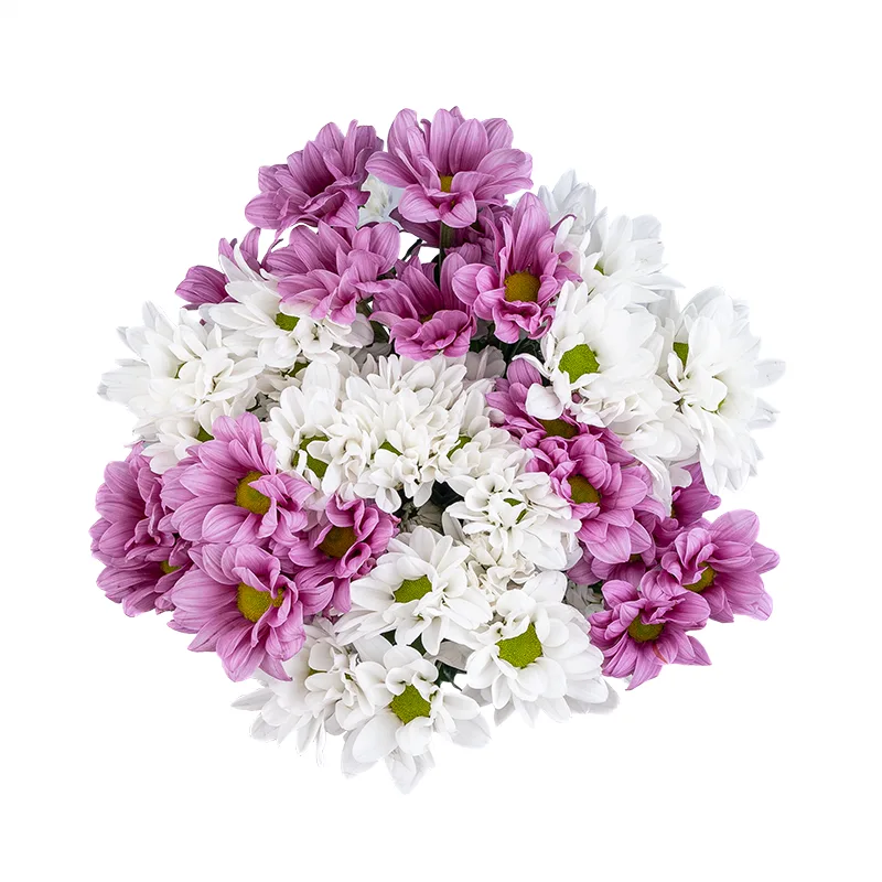 Букет из 7 белых и розовых кустовых хризантем (01799)