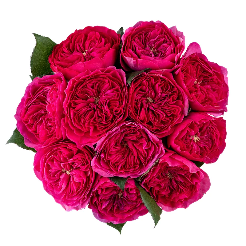 Букет из 11 малиновых садовых роз Баронесса (01737)