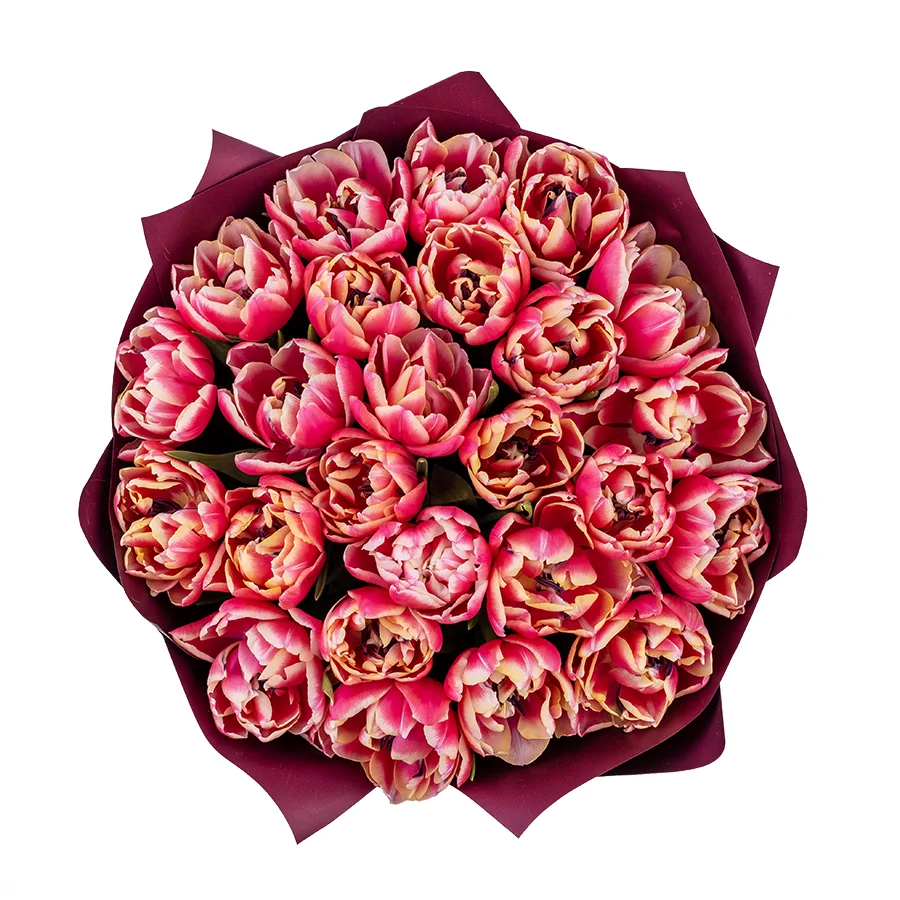 Букет из 25 красно-розовых с белой каймой махровых тюльпанов Колумбус (02202)