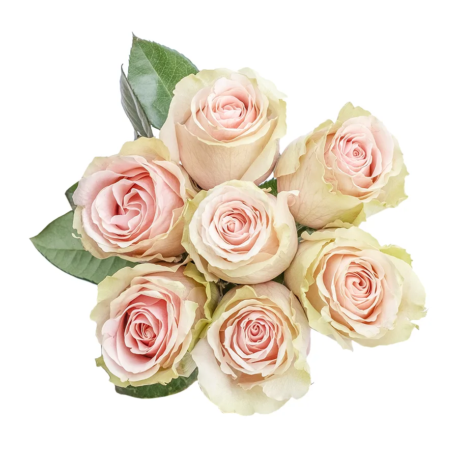 Букет из 7 светло-розовых роз Фрутетто (02225)