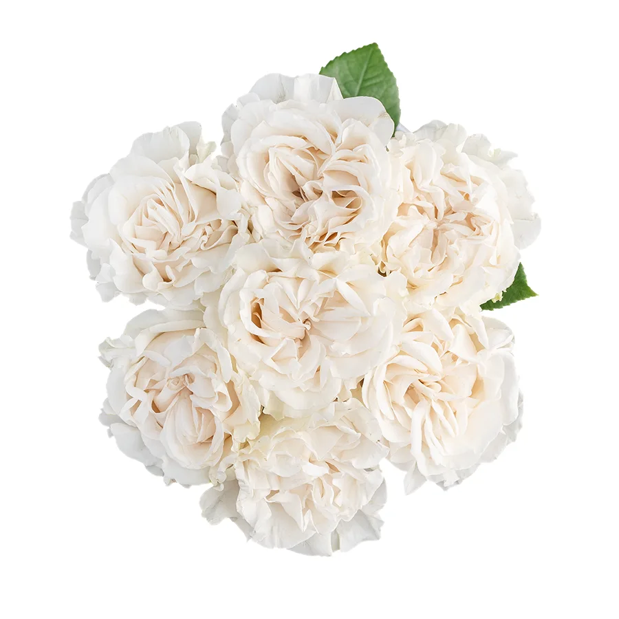 Букет из 7 белых пионовидных роз Коттон Экспрешн (03155)
