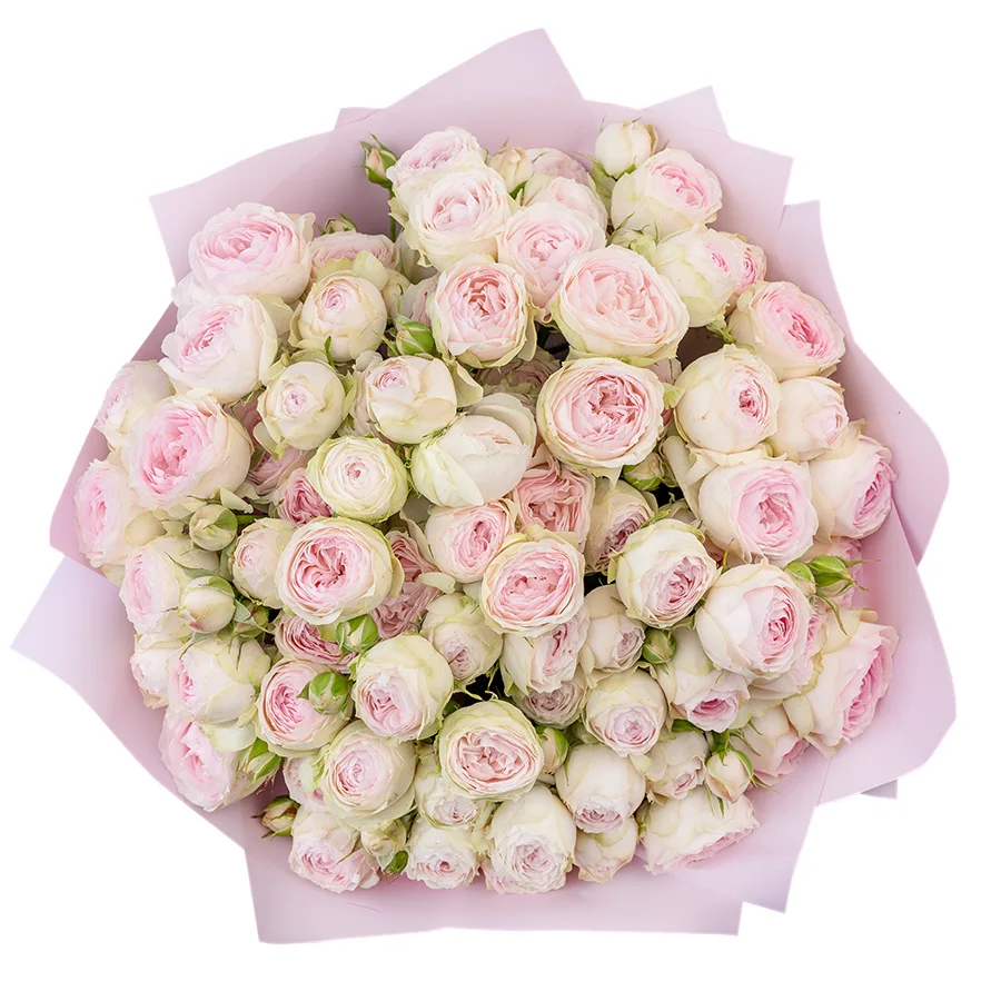 Букет из 17 нежно-розовых кустовых пионовидных роз Дедикейшн (02717)