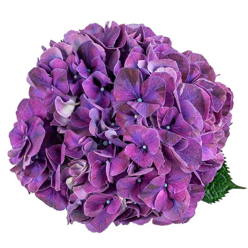Гортензия фиолетовая Маг Пинк Руби (00099)