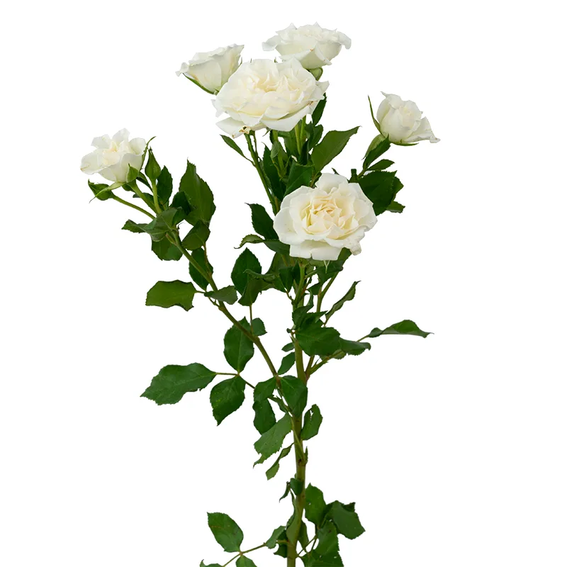 Роза кустовая белая Вайт Леди (00562)