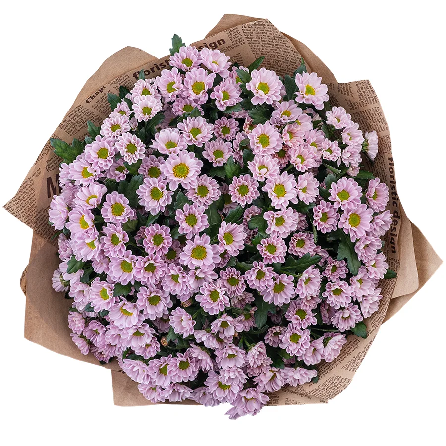 Букет из 21 нежно-розовой кустовой хризантемы Сантини Росси Пинк (02835)