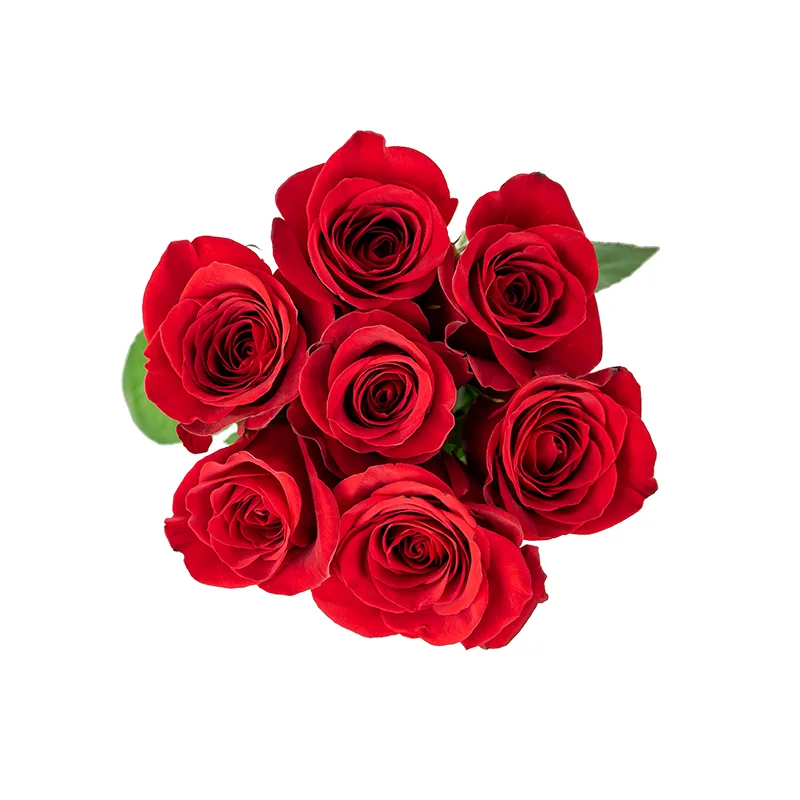 Букет из 7 красных роз Фридом (01151)