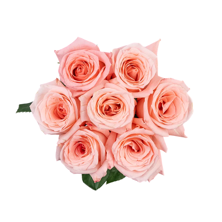 Букет из 7 светло-розовых роз Энгейджмент (03855)