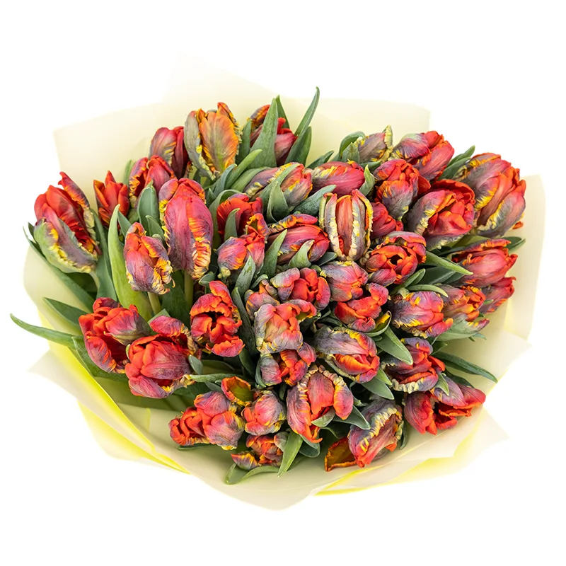 Букет из 45 красных попугайных тюльпанов Пэррот Рококо (01978)