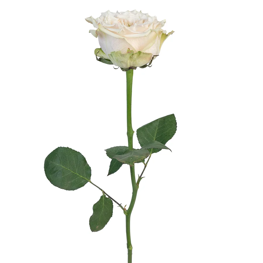 Роза садовая белая Кантри Секрет (03119)
