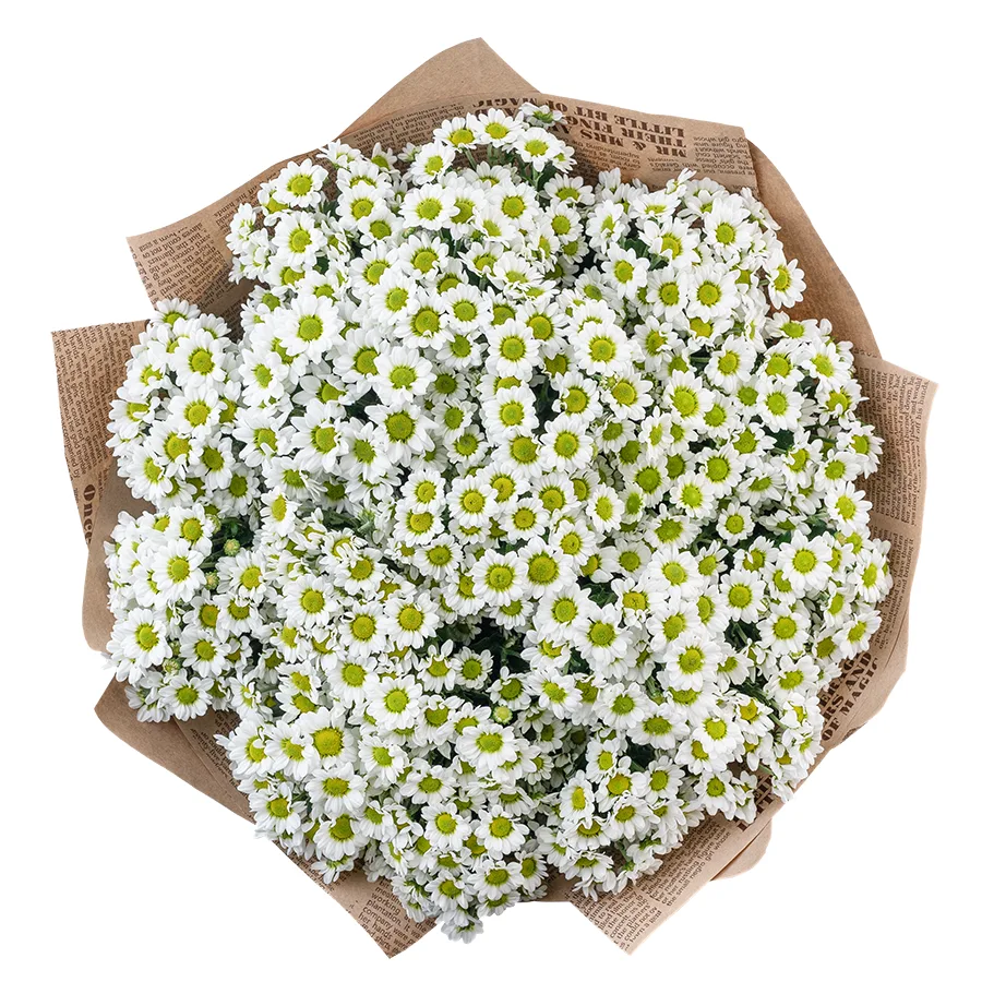 Букет из 19 белых кустовых хризантем Сантини Пиксель Сноуи (02895)