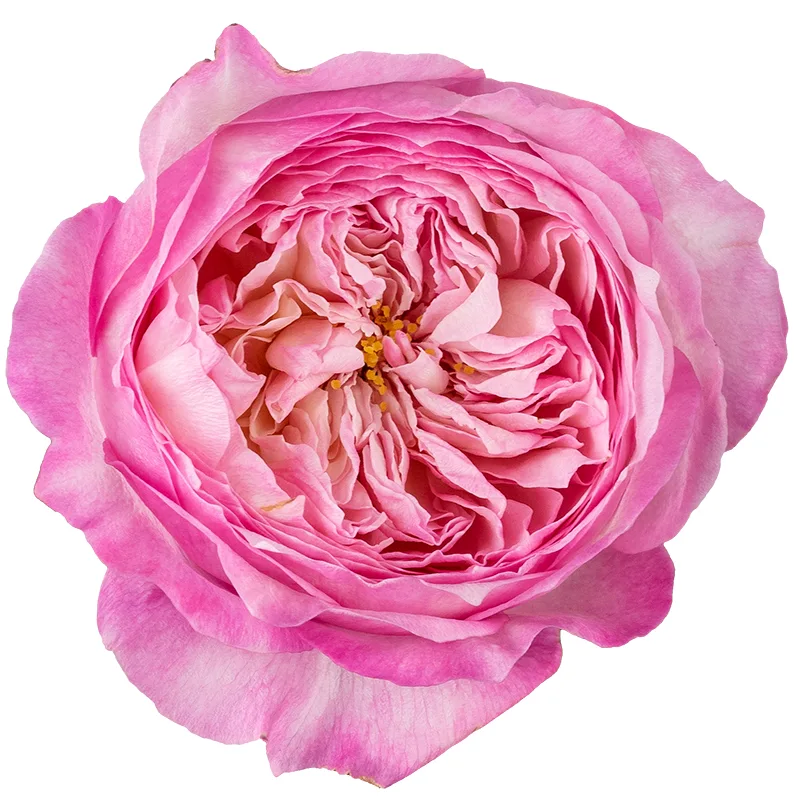 Роза садовая розовая Дэвида Остина Констанс (00228)