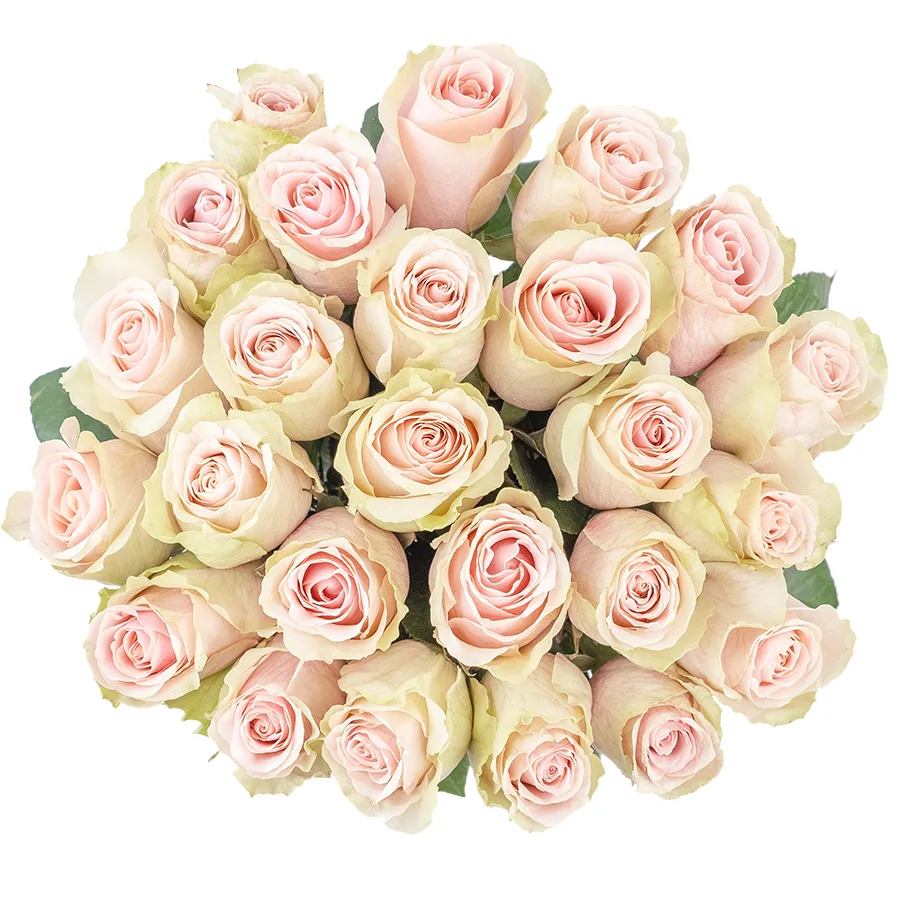 Букет из 25 светло-розовых роз Фрутетто (02131)