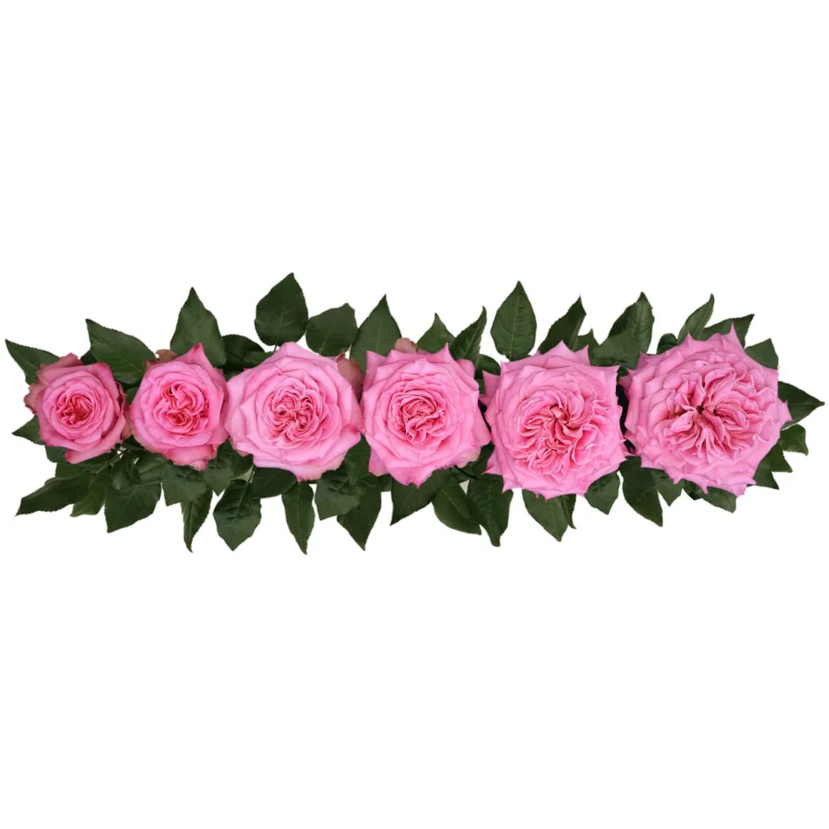 Роза садовая розовая Эшли (00211)