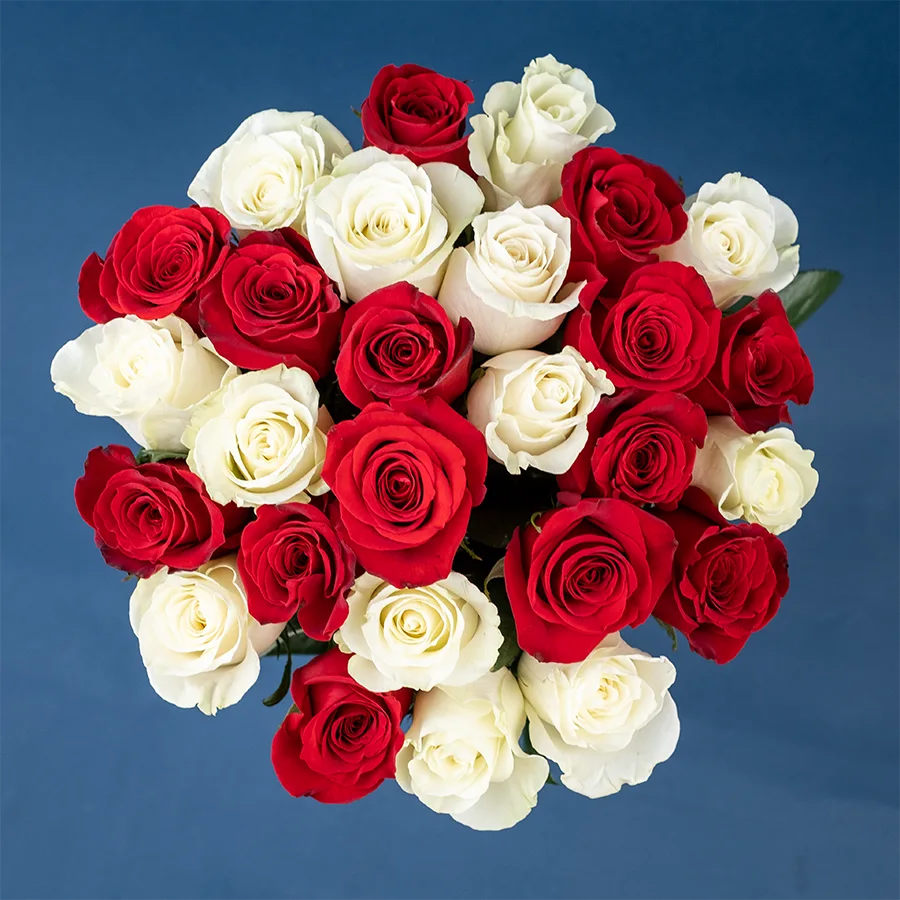 Букет из 27 красных и белых роз Фридом и Мондиаль (02214)