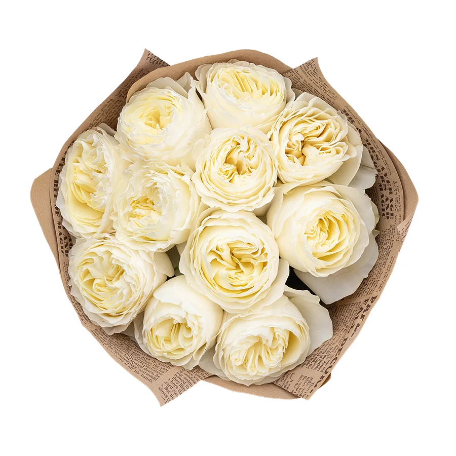 Букет из 11 бело-кремовых пионовидных роз Колдплей (02877)