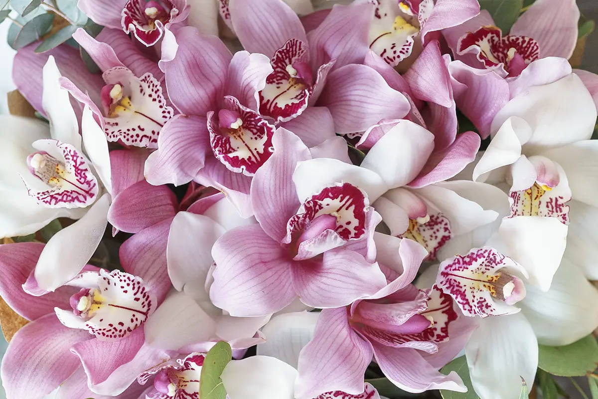 Букет из 19 розовых и белых орхидей Цимбидиум (00909)