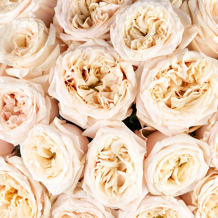 Букет из 21 садовой кремовой розы Башфул (03843)