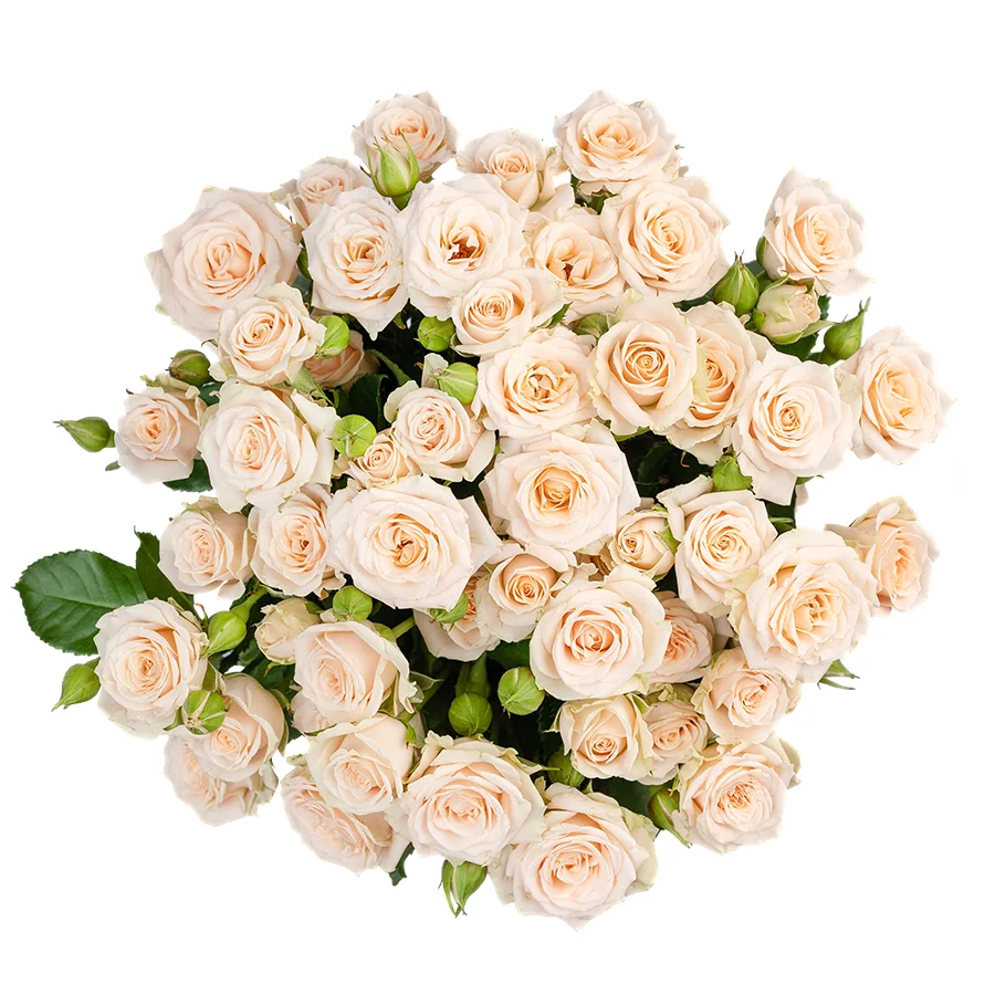 Букет из 11 кремовых кустовых роз Таня (02713)
