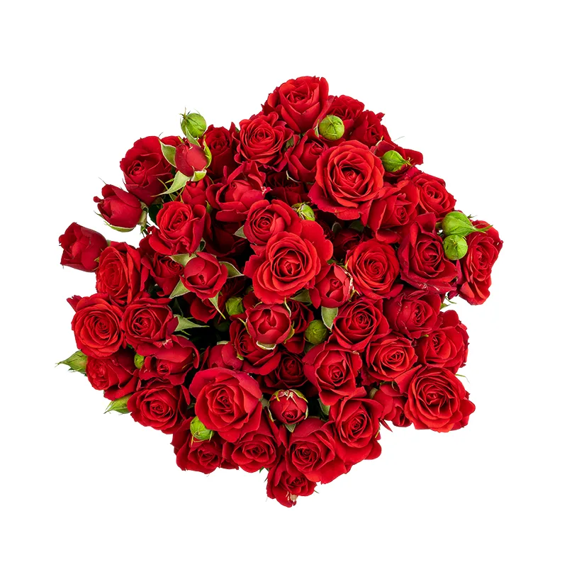 Букет из 13 красных кустовых роз Мирабель (01733)