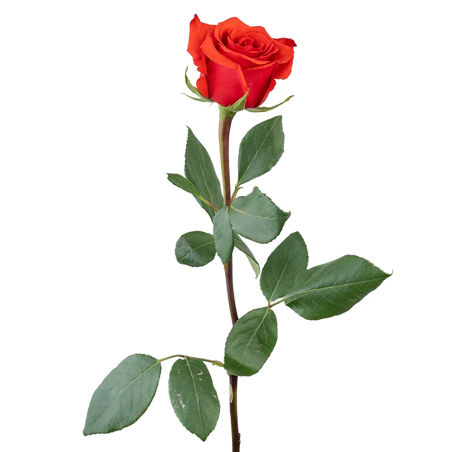 Роза алая Нина 60 см (02741)