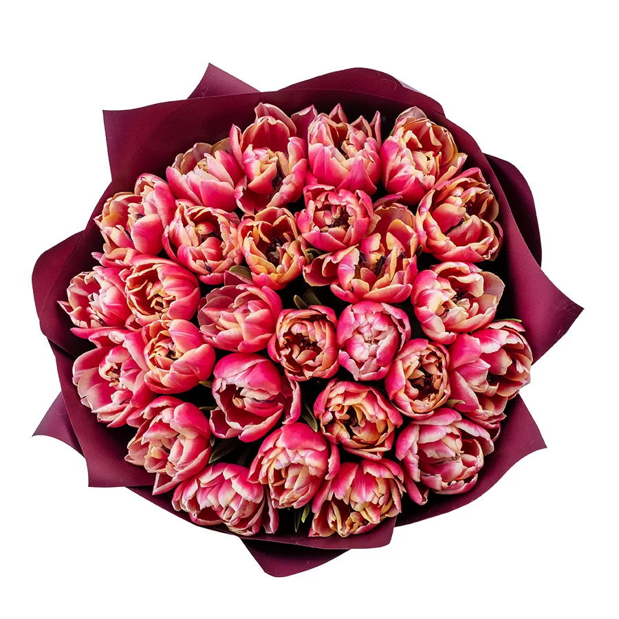 Букет из 27 красно-розовых с белой каймой махровых тюльпанов Колумбус (02201)