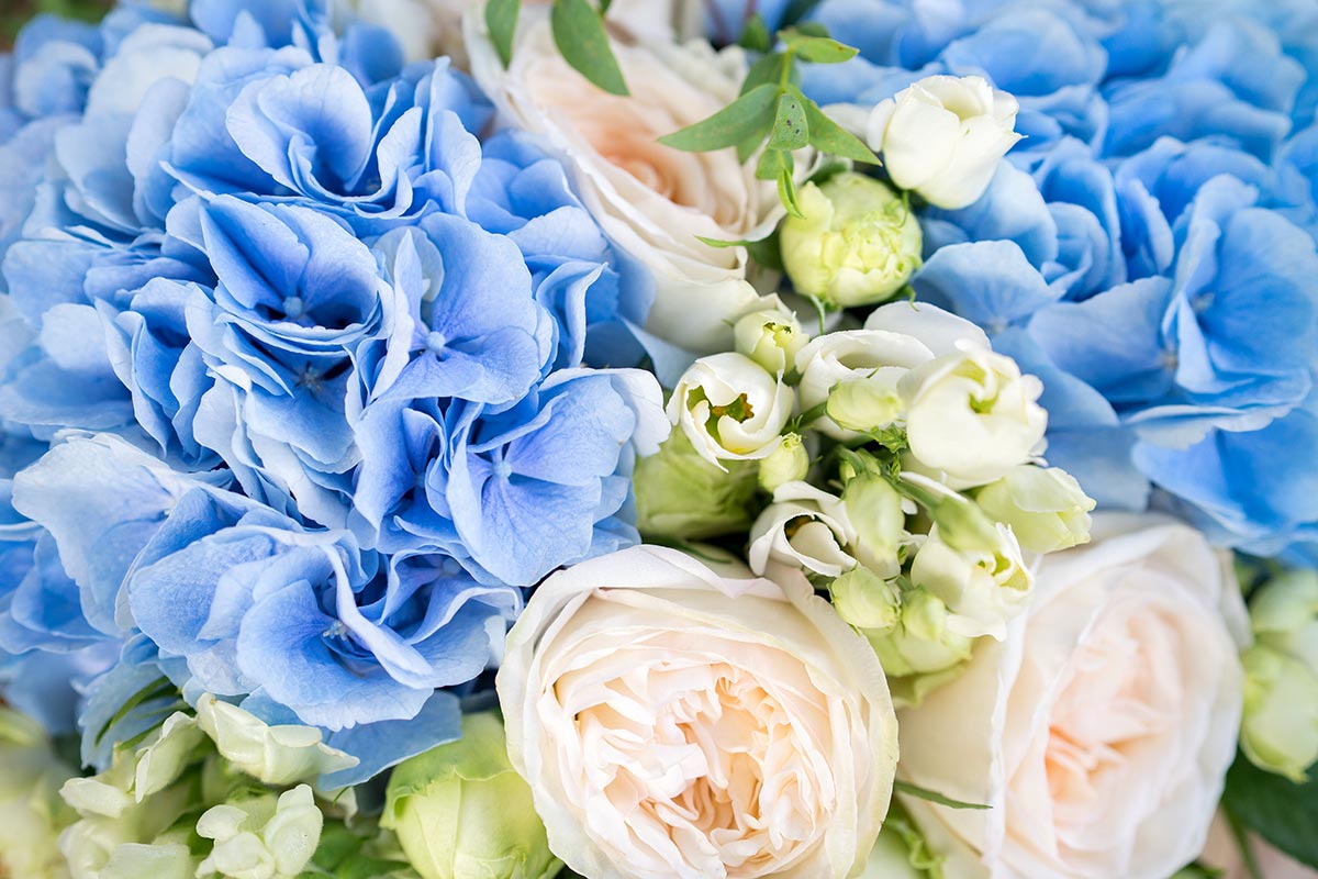 Букет из пионовидных роз, голубых гортензий и эустом (01053)