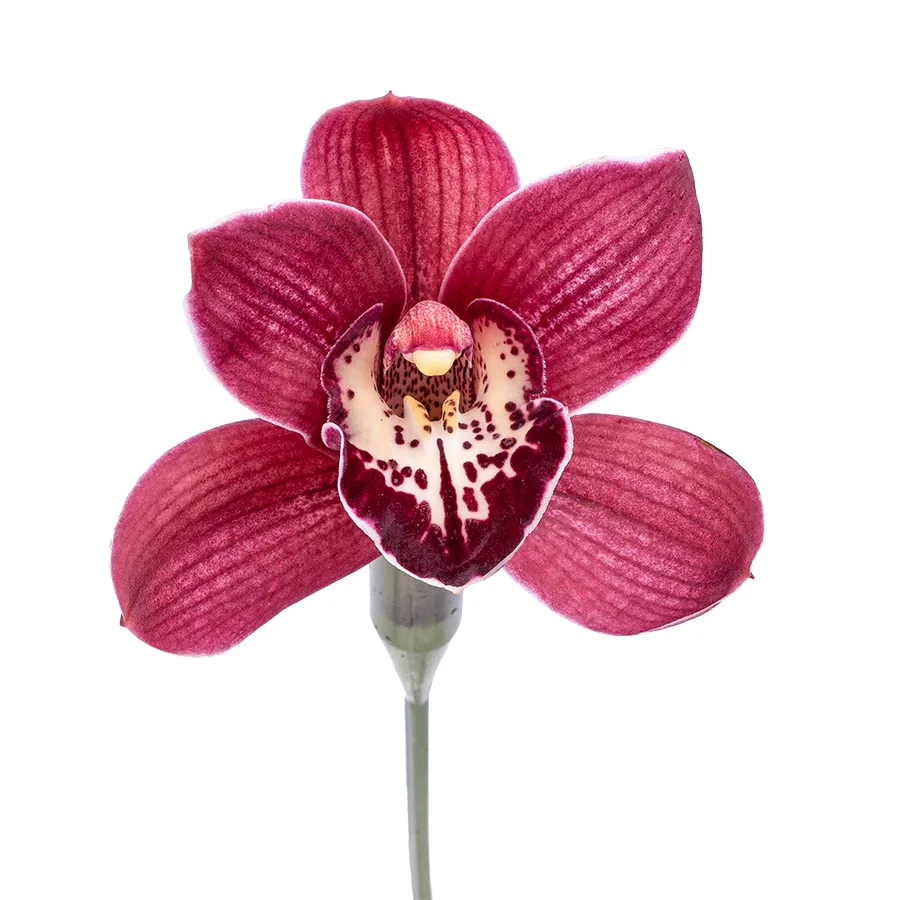 Орхидея Цимбидиум красная (00383)