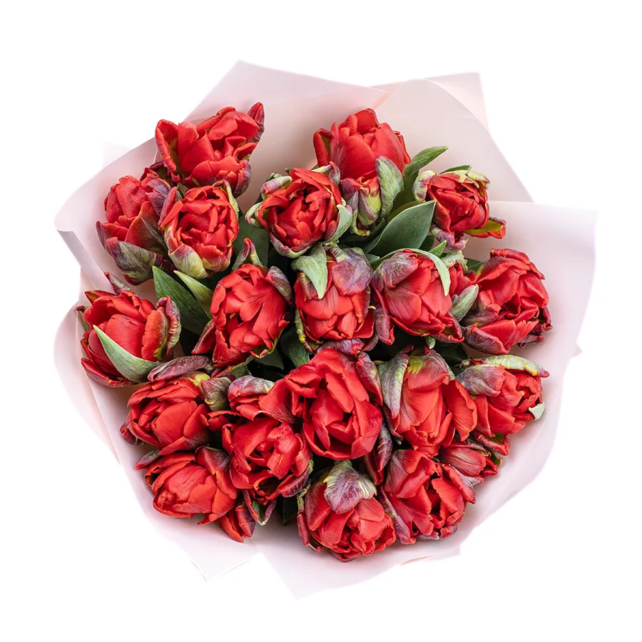 Букет из 15 красных густомахровых тюльпанов Рококо Дабл (02275)