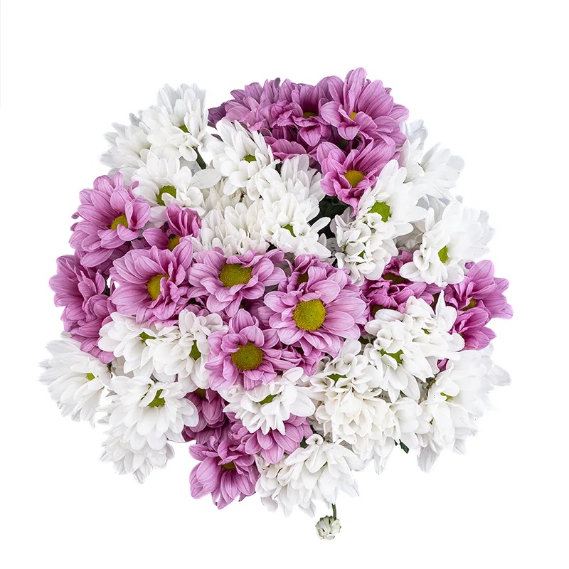 Букет из 11 белых и розовых кустовых хризантем (01797)
