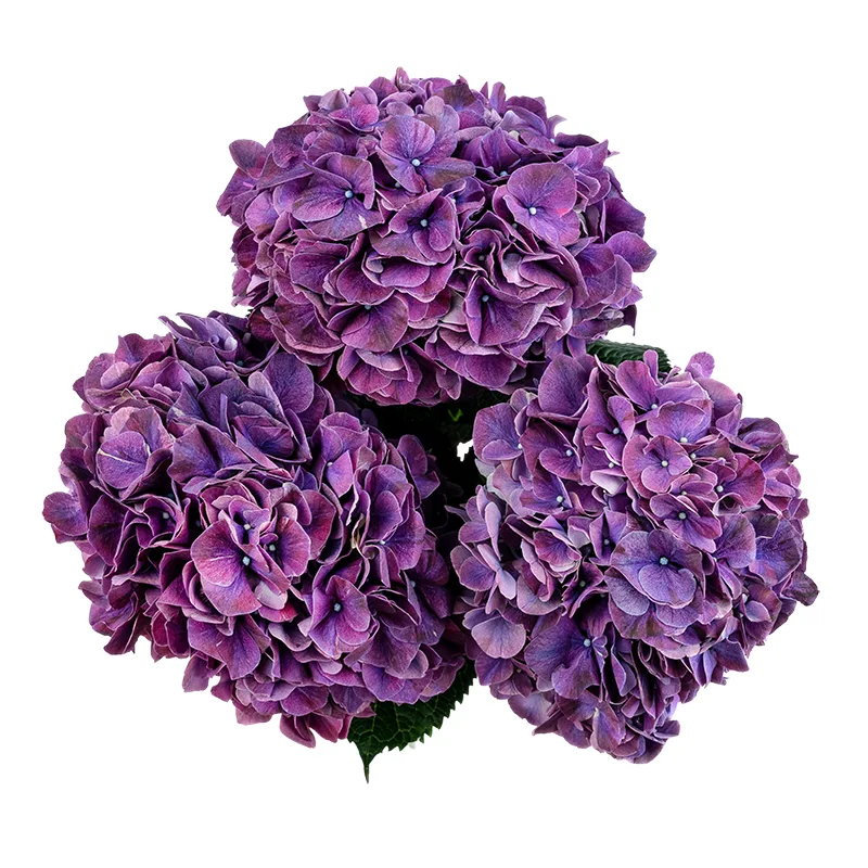 Букет из 3 фиолетовых гортензий Маг Пинк Руби (01574)