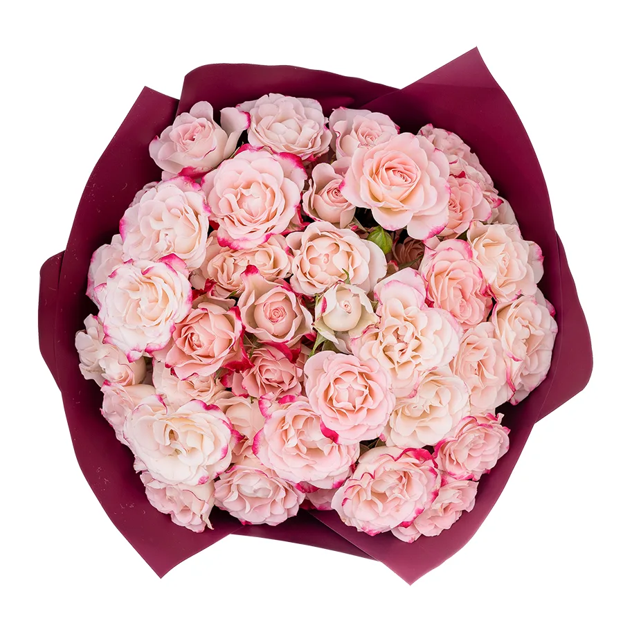 Букет из 11 кремовых с малиновыми краями кустовых роз Рефлекс (02627)