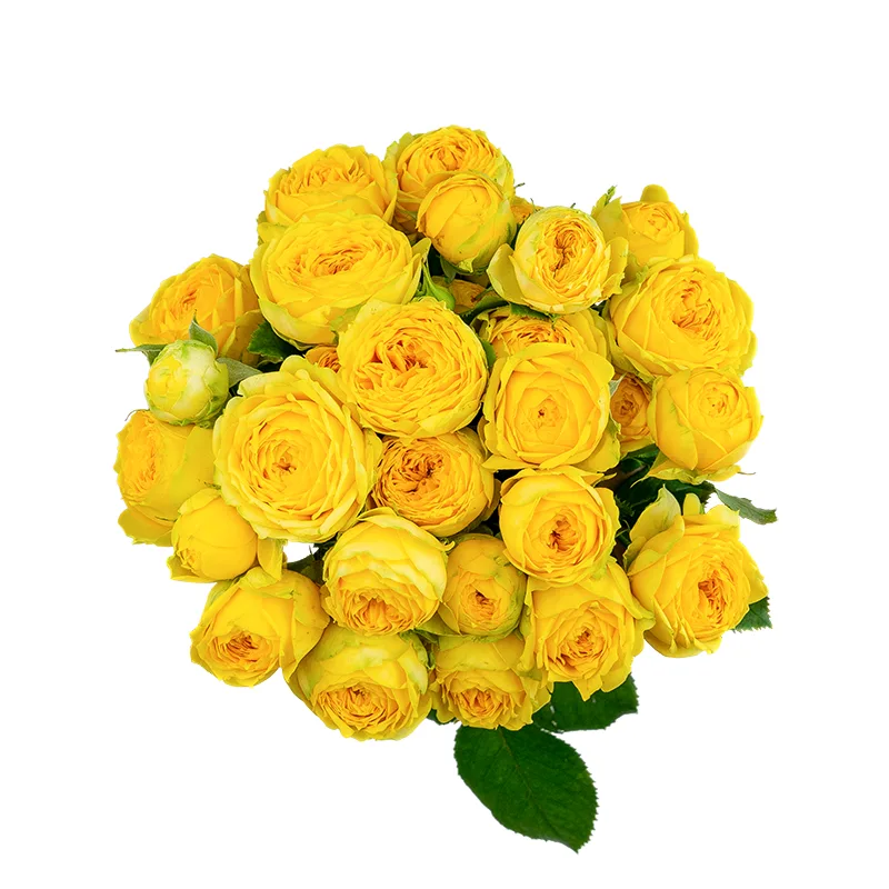 Букет из 11 жёлтых кустовых пионовидных роз Луна Трендсеттер (01704)