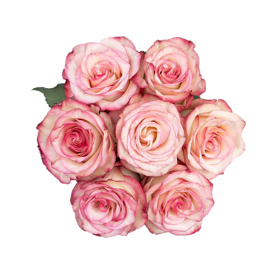 Букет из 7 бело-розовых с малиновыми краями роз Палома (03106)