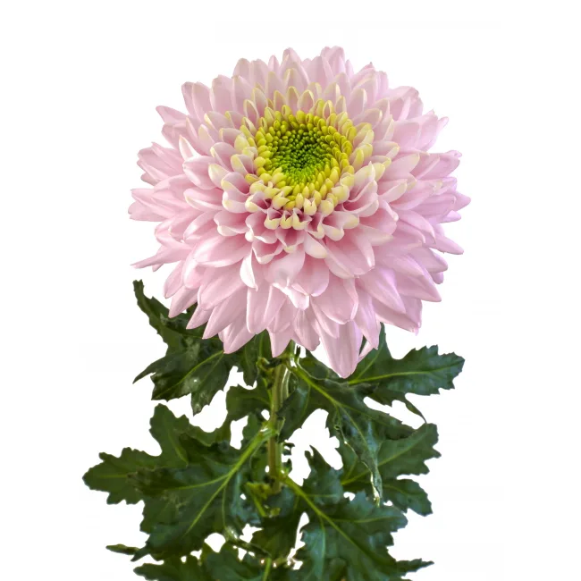 Хризантема одноголовая нежно-розовая Эдвенчур (00361)
