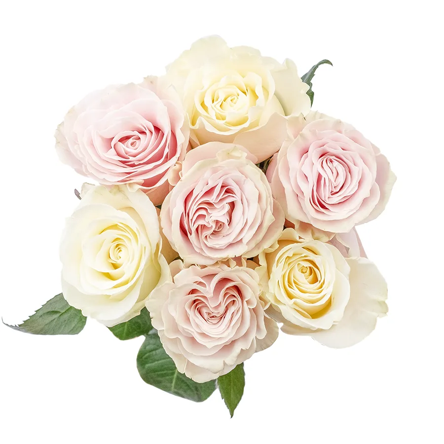Букет из 7 белых и розовых роз Мондиаль и Пинк Мондиаль (02237)