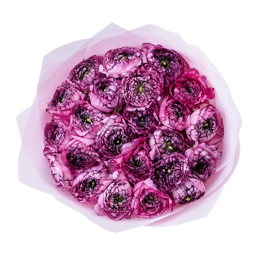 Букет из 23 розовых с фиолетовым ранункулюсов Элеганс Стриато Роза (02168)