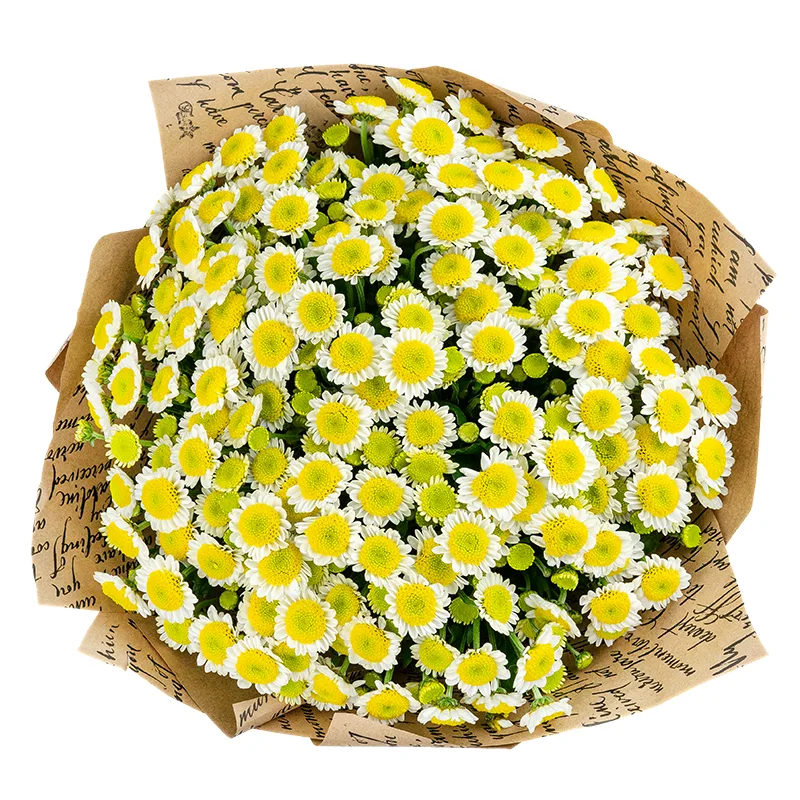 Букет из 21 бело-жёлтой кустовой хризантемы Сантини Сан Ап (01541)