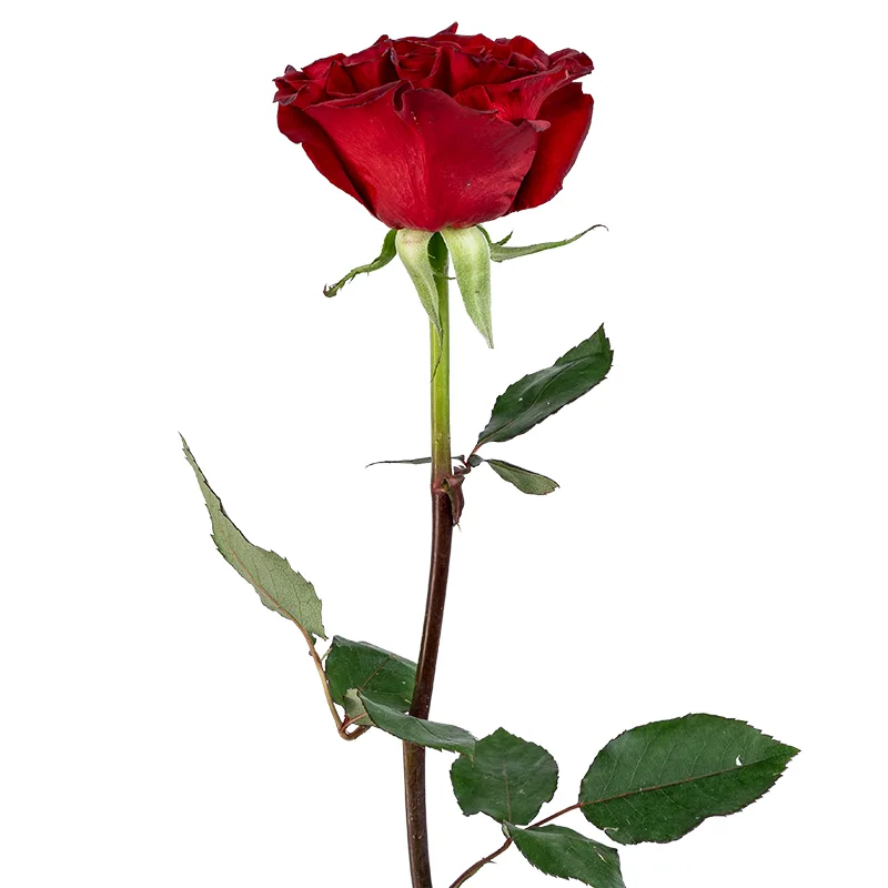 Роза садовая красная Вонтед (00209)