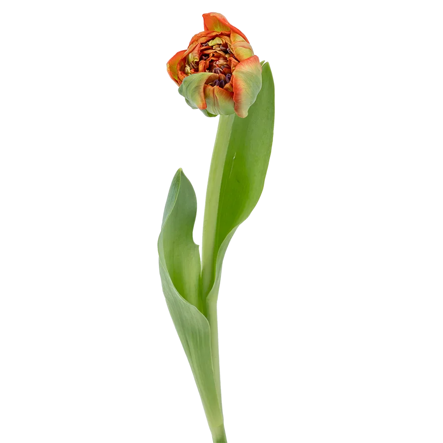 Тюльпан махровый кораллово-красный Женева 44 см (01885)