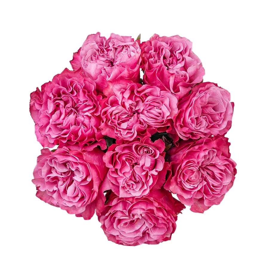 Букет из 9 сиренево-розовых пионовидных роз Кантри Блюз (02965)