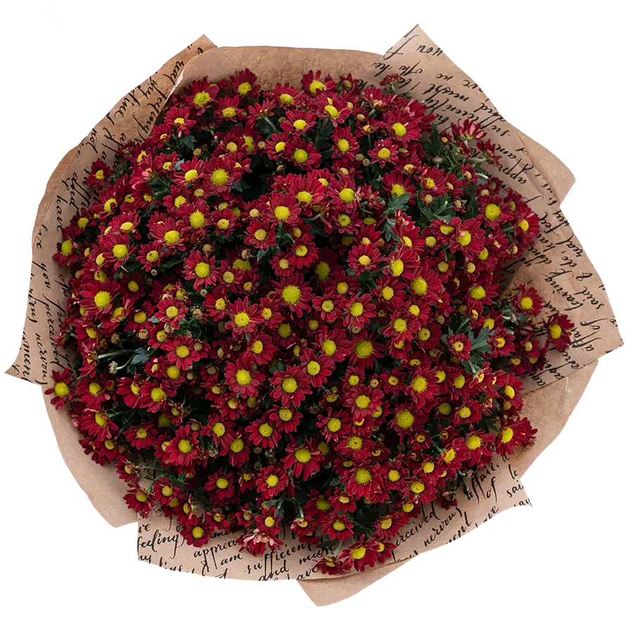 Букет из 23 красных кустовых хризантем Сантини Мадиба Дунга Рэд (02938)