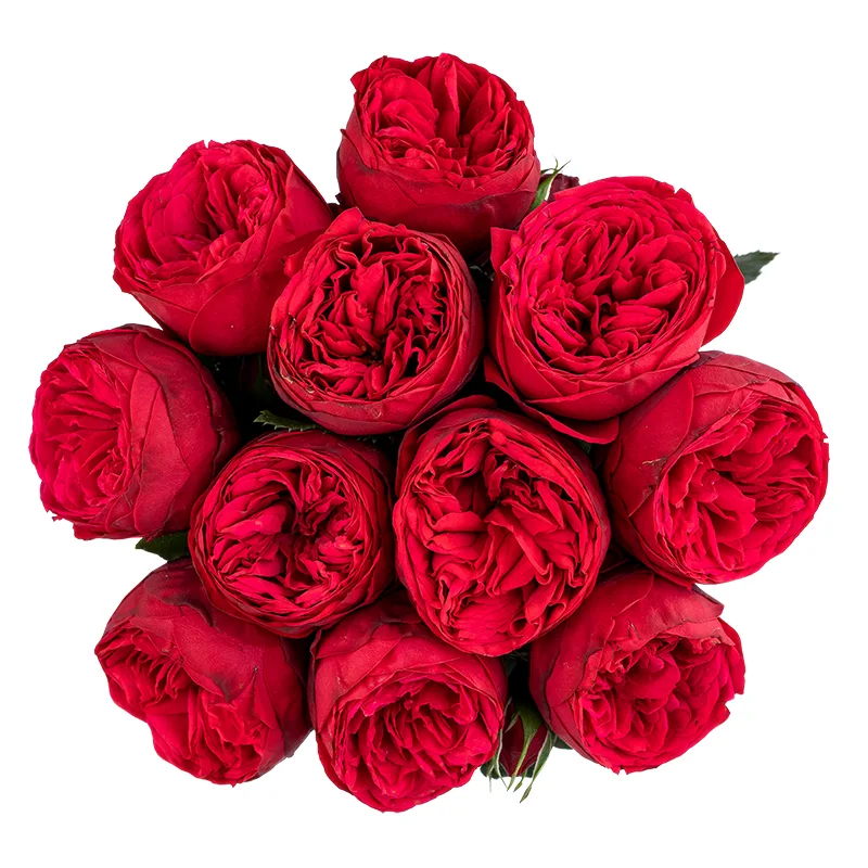 Букет из 11 красных садовых роз Ред Пиано (01761)