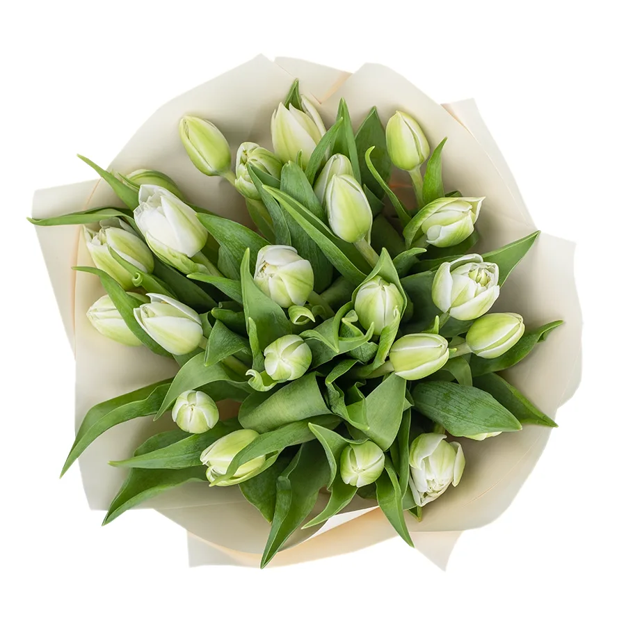 Букет из 23 белых махровых тюльпанов Вайт Херт (02462)