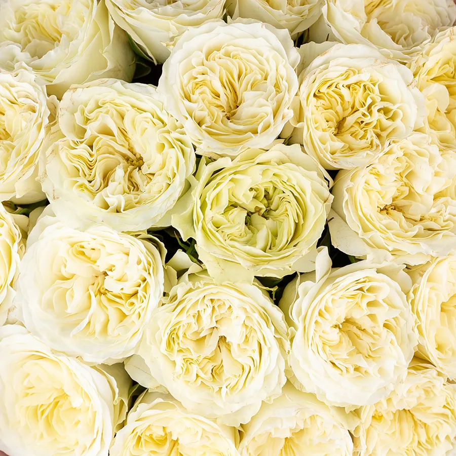 Букет из 21 белой пионовидной розы Майра Вайт (03024)