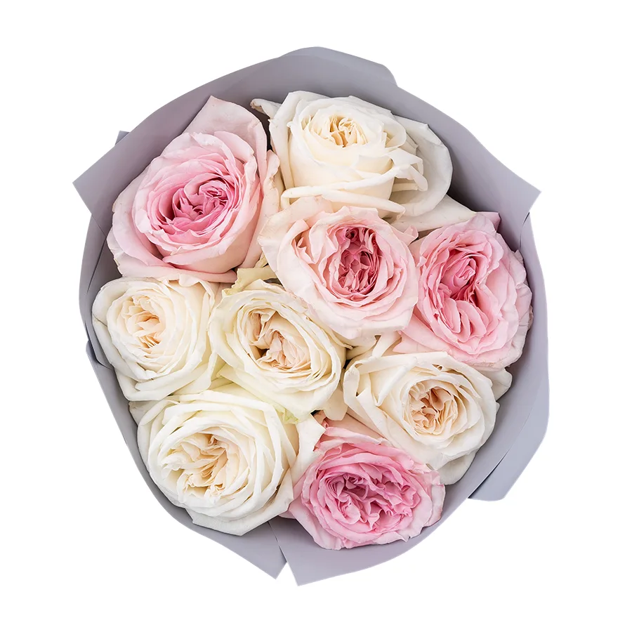 Букет из 9 ароматных белых и розовых садовых роз Вайт и Пинк О’Хара (02810)