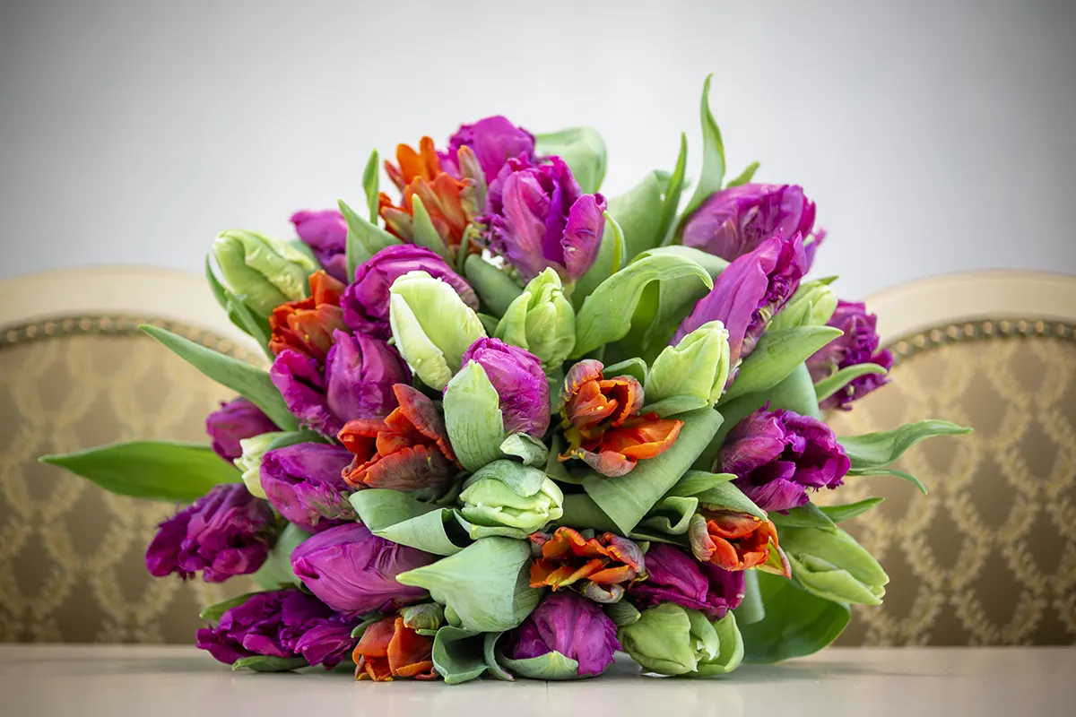 Букет из 35 разноцветных попугайных тюльпанов (00463)